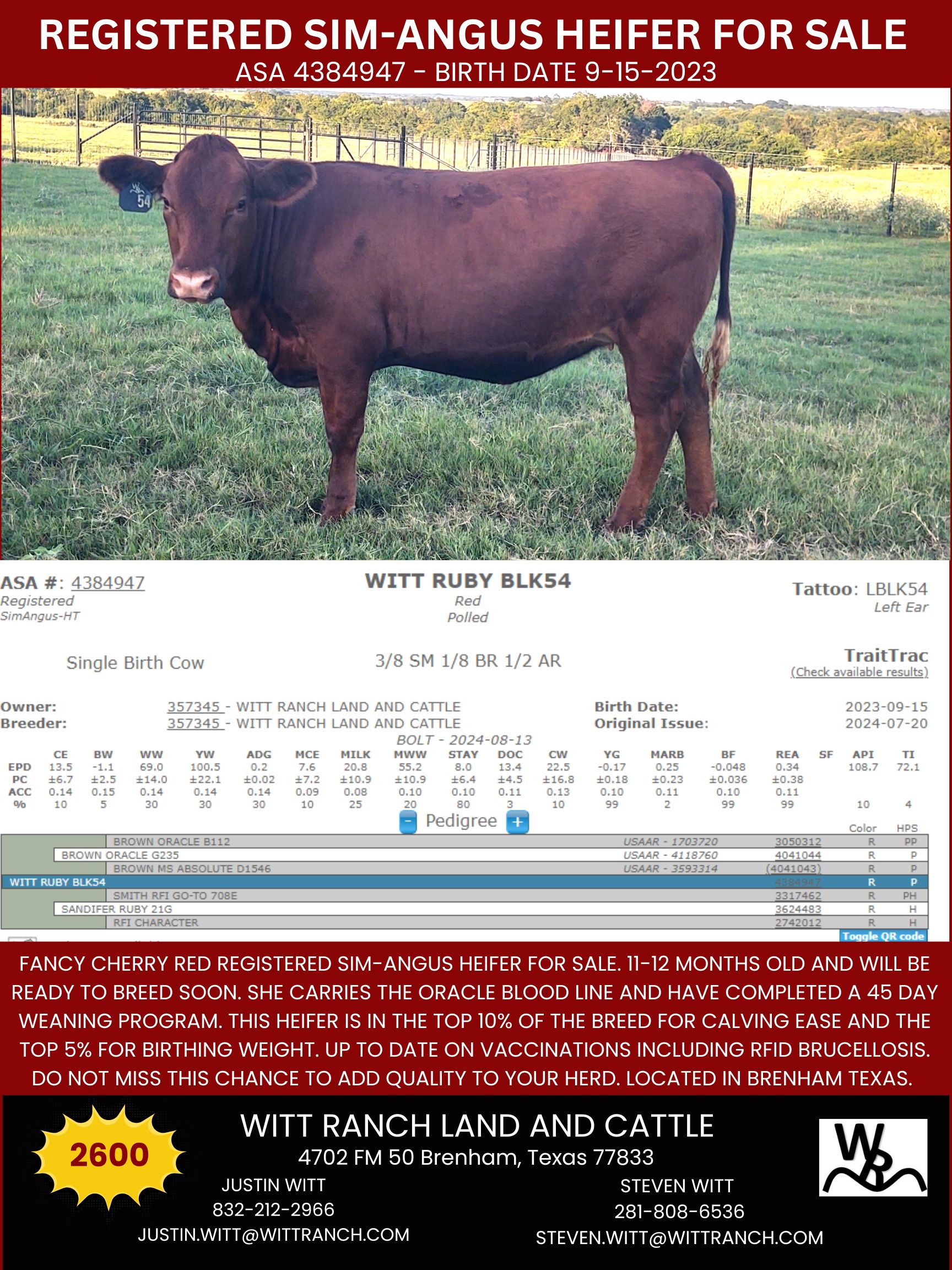 Registered Sim-Angus